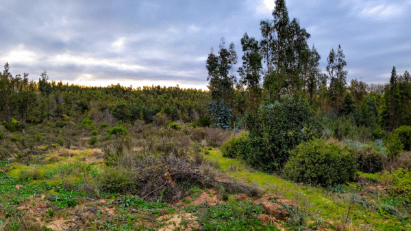 PARCELAS EN VENTA EN PAREDONES, ESTANCIA PAREDONES - Imagen 9