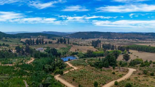 PARCELAS EN VENTA EN VICHUQUEN, FUNDO LA QUIRIGUA