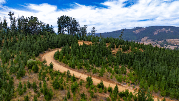 PARCELAS EN VENTA EN VICHUQUEN, FUNDO LA QUIRIGUA - Imagen 8