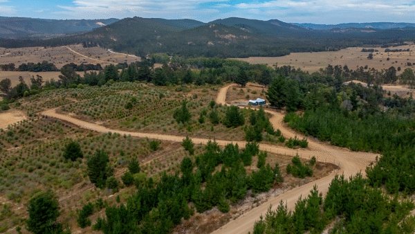 PARCELAS EN VENTA EN VICHUQUEN, FUNDO LA QUIRIGUA - Imagen 4