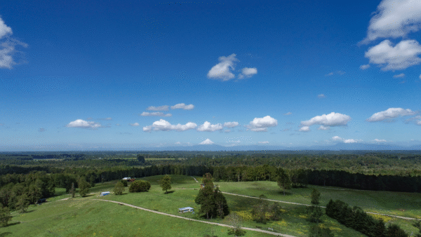 BOSQUES DE FRUTILLAR - Imagen 2