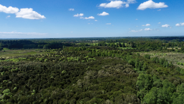 BOSQUES DE FRUTILLAR - Imagen 3