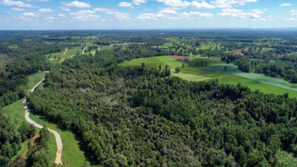 BOSQUES DE FRUTILLAR - Imagen 4