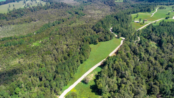 BOSQUES DE FRUTILLAR - Imagen 6