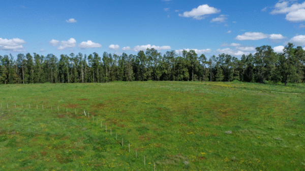 BOSQUES DE FRUTILLAR - Imagen 7
