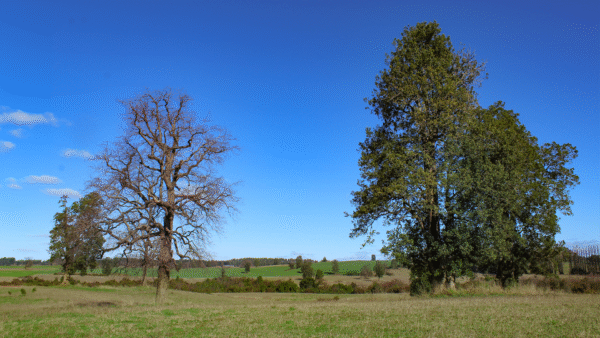 VIVE OSORNO - Imagen 5