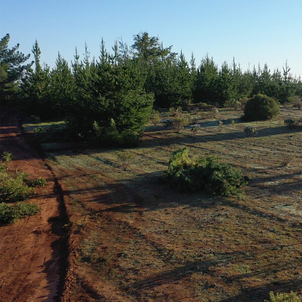 Parcelas en Venta en Pichilemu, Alto Pichilemu - Imagen 5