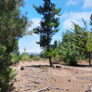 Parcelas en Pichilemu — Bosque Los Péquenes, Sector Lo Gallardo